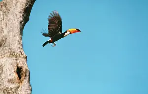 Toco: Toco TOUCAN - leaving nest hole