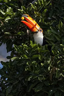 Porto Jofre: Toco toucan, Mato Grosso, Pantanal, Brazil