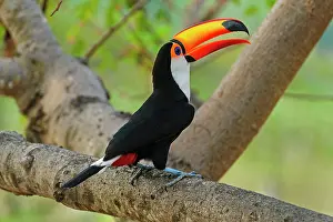 Toco: Toco Toucan, Pantanal Wetlands, Mato Grosso, Brazil