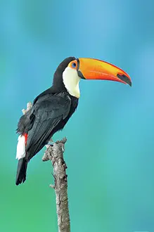 Toco: Toco Toucan Perched