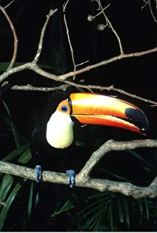 Toco: TOCO TOUCAN - perched on branch, feeding on Jamoon berry