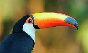 Ramphastos: Toco toucan (Ramphastos toco), animal portrait