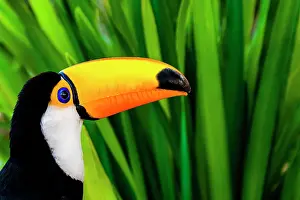 Minas: Toco Toucan (Ramphastos toco), Atlantic Forest