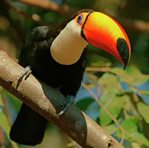 Ramphastos: Toco toucan (Ramphastos toco) on a branch, Pantanal