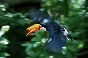 Ramphastos: Toco Toucan (Ramphastos toco) flying through