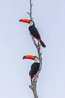 Ramphastos: Toco Toucan (Ramphastos toco) pair displaying i