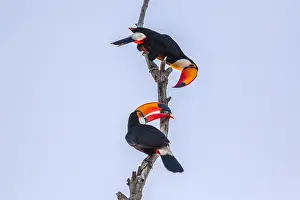 Ramphastos: Toco Toucan (Ramphastos toco) pair displaying i