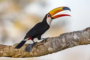 Ramphastos: Toco Toucan (Ramphastos toco) perched on tree b