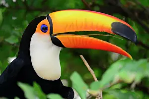 Trinidad: Toco toucan (Ramphastos toco) sitting in the dense