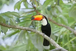 Cecropia: Toco Toucan - single adult sitting on a Cecropia tree