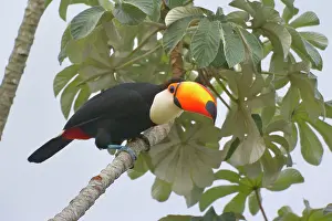 Cecropia: Toco Toucan - single adult sitting on a Cecropia tree