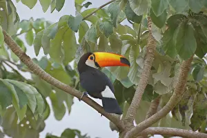 Cecropia: Toco Toucan - single adult sitting on a Cecropia tree