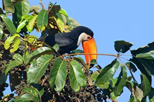 Toco: Toco Toucan - single adult sitting on a fruit-laden