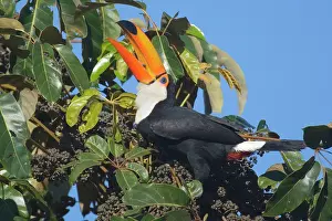 Toco: Toco Toucan - single adult sitting on a fruit-laden