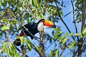 Toco: Toco Toucan - single adult sitting on a fruit-laden tree
