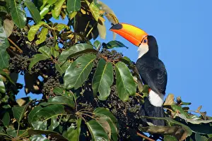 Toco: Toco Toucan - single adult sitting on a fruit-laden tree