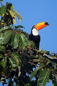 Toco: Toco Toucan - single adult sitting on a fruit-laden tree