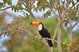 Toco: Toco Toucan - single adult sitting on a tree