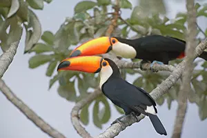 Cecropia: Toco Toucan - two single adults sitting on a Cecropia tree