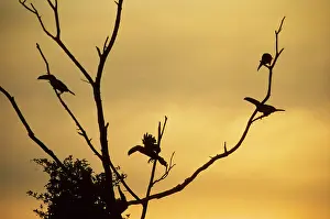 Toco: Toco Toucans - In Tree at Sunset