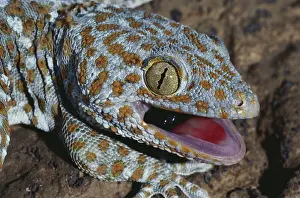 Sense: Today Gecko