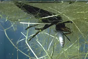 Hemipteran: Toe-biter with Fish