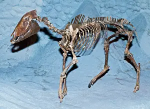 Link: Three Toed Horse Fossil
