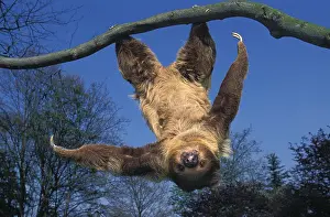 Sloth: Two toed sloth (Choloepus didactylus) hanging upside down fr