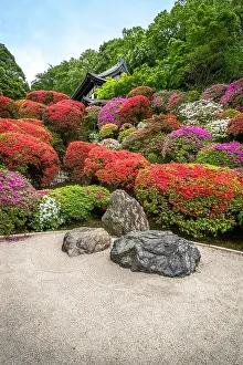 Rhododendron: Togakuin Temple, azalea in fulll blum, Tokyo, Japan