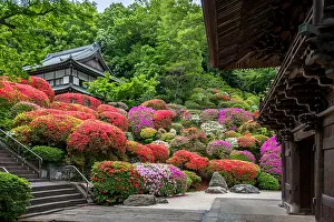 Rhododendron: Togakuin Temple, azalea in fulll blum Tokyo, Japan