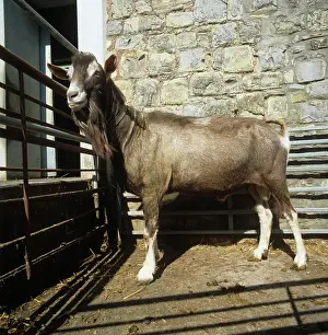 Somerset: Toggenburg billy goat