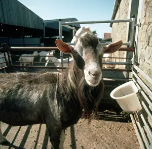 Toggenburg: Toggenburg billy goat