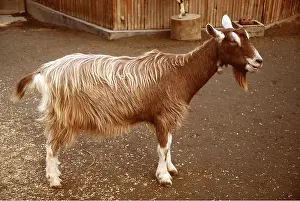 Beards: TOGGENBURG GOAT - Domestic breed
