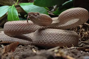 Protobothrops: Tokara Habu (Protobothrops tokarensis), endemic