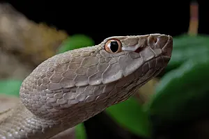 Protobothrops: Tokara Habu (Protobothrops tokarensis), endemic