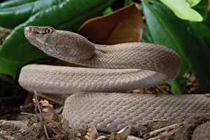 Protobothrops: Tokara Habu (Protobothrops tokarensis), endemic