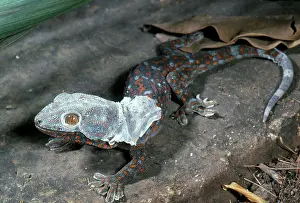 Geckos: Tokay Gecko