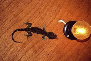 Sticky: Tokay Gecko