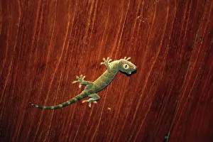 Ceiling: Tokay Gecko