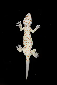 Window: Tokay Gecko