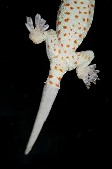 Window: Tokay Gecko