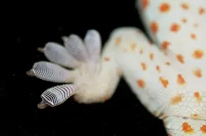 Window: Tokay Gecko