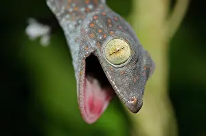 Gecko: Tokay Gecko