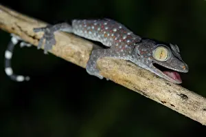 Gecko: Tokay Gecko