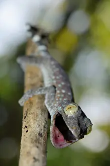 Gecko: Tokay Gecko