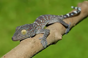 Gecko: Tokay Gecko
