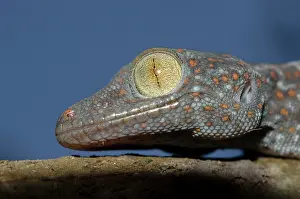 Gecko: Tokay Gecko