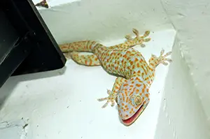 Attracted: Tokay Gecko - adult on a corner of a building after
