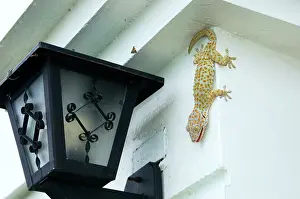 Attracted: Tokay Gecko - adult on a corner of a building after
