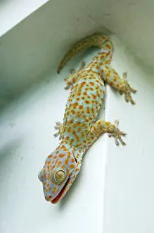 Andrey Zvoznikov: Tokay Gecko - adult on a corner of a building after